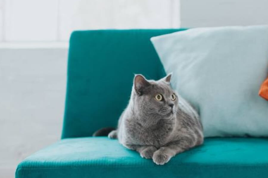 5+ tips xử lý lông mèo trong nhà hiệu quả nhất 1 5+ tips xử lý lông mèo trong nhà hiệu quả nhất_6