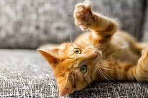 Dị ứng lông mèo ở trẻ sơ sinh Triệu chứng và các biện pháp khắc phục_5