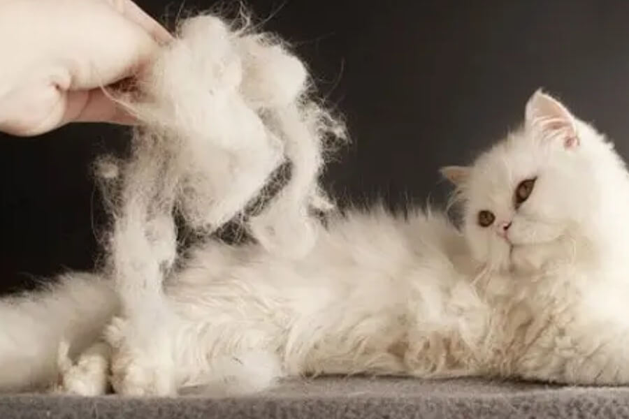 Liệu máy lọc không khí hút lông mèo được không_1