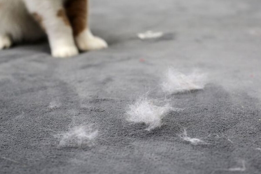 Lông mèo vào phổi có sao không Cách xử lý kịp thời khi hít lông mèo_1