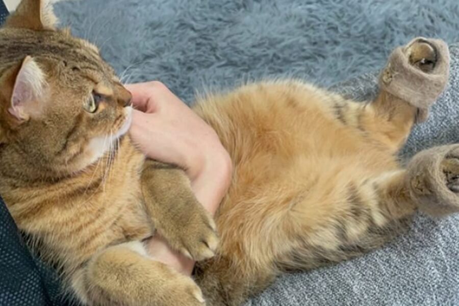 Một số cách giúp làm giảm tác hại của lông mèo với bà bầu 1 Một số cách giúp làm giảm tác hại của lông mèo với bà bầu_4