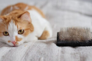 Review top 5 máy hút lông mèo trong không khí đáng mua nhất_1