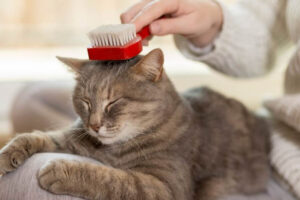 TOP 3+ máy lọc không khí hút lông mèo tốt nhất hiện nay_1