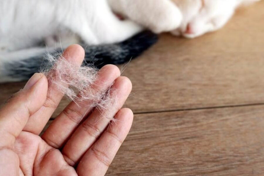 Tác hại của lông mèo với bà bầu và cách xử lý hiệu quả 1 Tác hại của lông mèo với bà bầu và cách xử lý hiệu quả_1